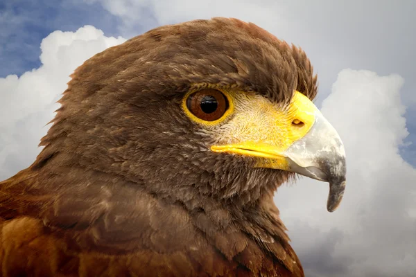 Royal eagle hoofd. — Stockfoto