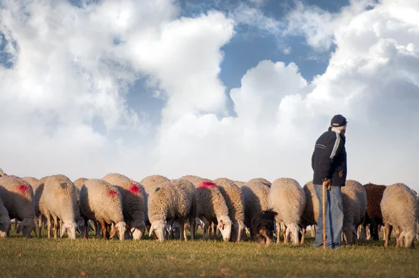 Pasterz ze sheeps na łące — Zdjęcie stockowe