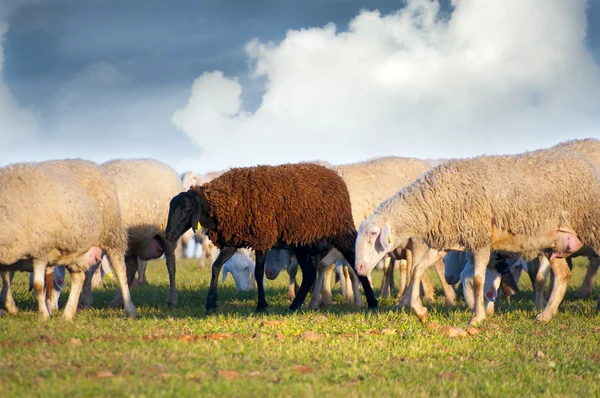 Pecore in un prato, pecora nera — Foto Stock