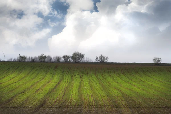 农业领域，绿色自然 — 图库照片