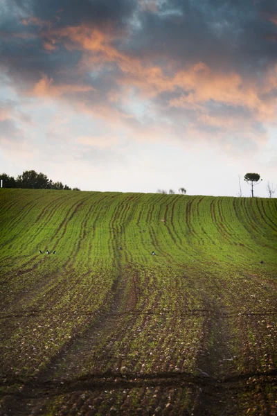 Zemědělství pole, Zelená příroda — Stock fotografie