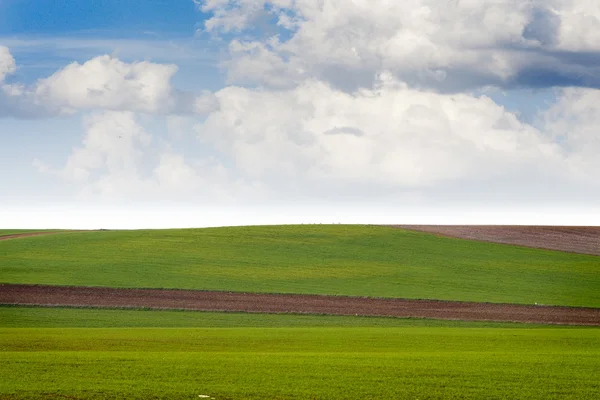 Agriculture field, green nature — Stock Photo, Image