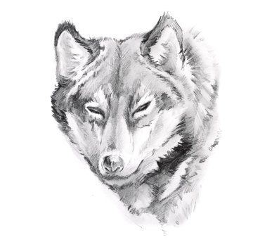 Sketch of tattoo art, wolf clipart