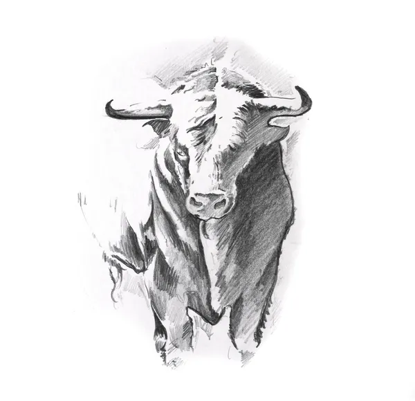 公牛纹身艺术的素描 — 图库照片