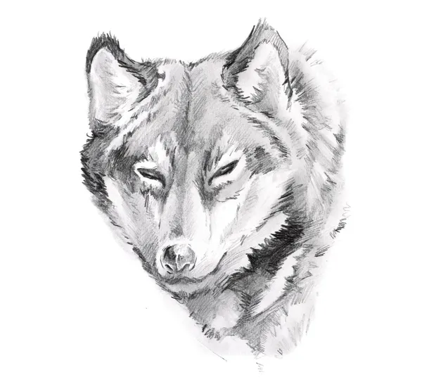 Рисунок татуировки, волк — стоковое фото