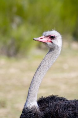 Ostrich clipart