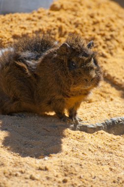 Guinea pig clipart