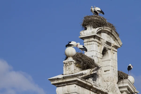 Roof with storks — Stock Photo, Image