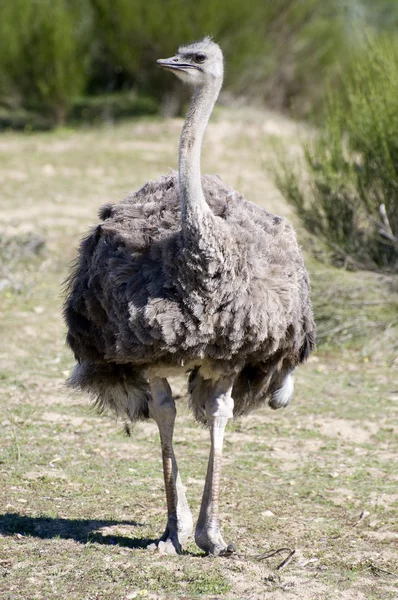 stock image Ostrich