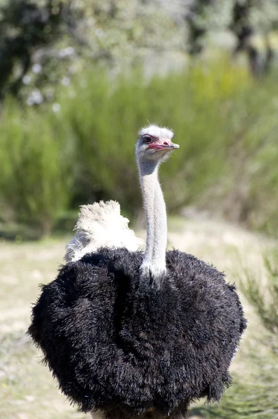 Ostrich — Stock Photo, Image