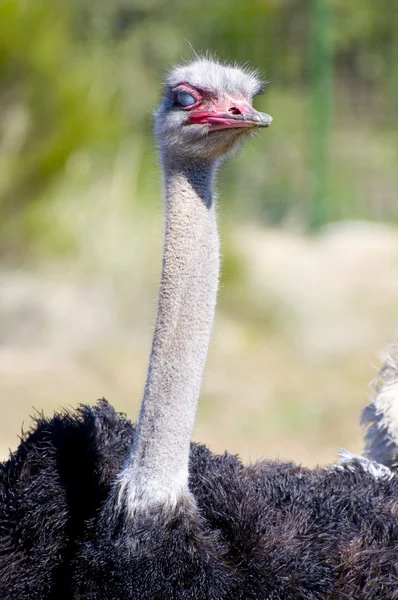 Ostrich — Stock Photo, Image