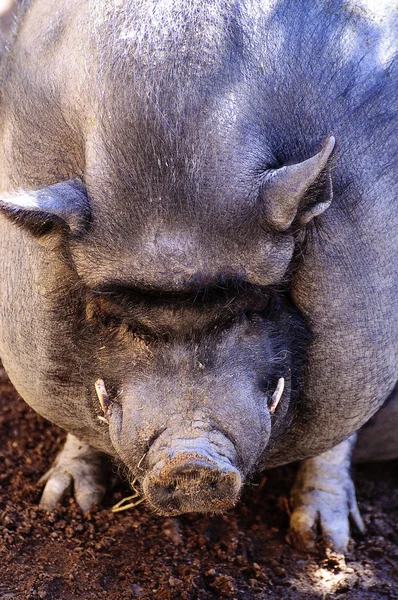 Vietnamese Pig — Stock Photo, Image