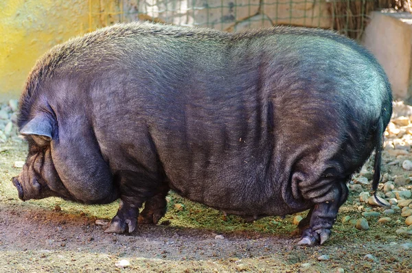 越南猪 — 图库照片
