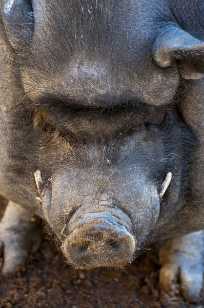 베트남 돼지 — 스톡 사진