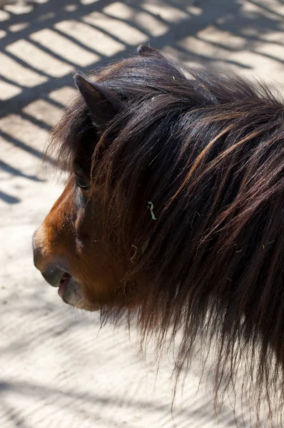 Ponys — Stockfoto