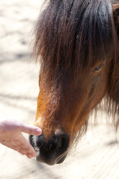 Ponys — Stockfoto