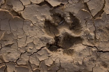 Wolf footprint clipart