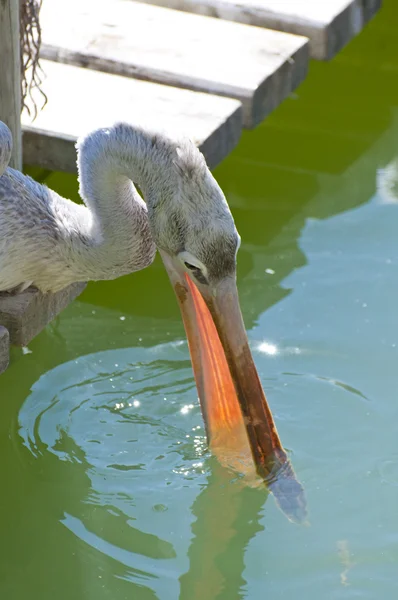 Pelikan — Zdjęcie stockowe