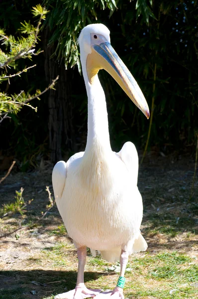 stock image Pelican