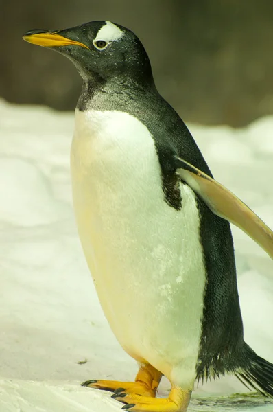 Pingouin — Photo
