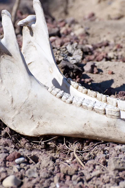 stock image Skull