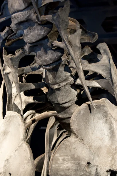 Szkielet dinozaura — Zdjęcie stockowe