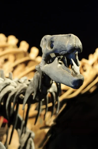 Скелет динозавра — стоковое фото
