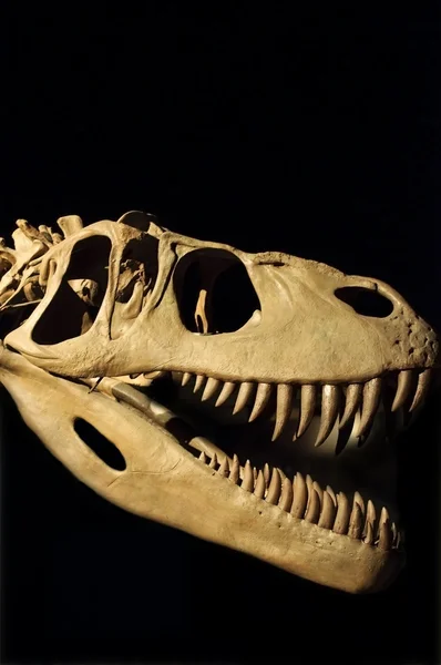 Dinosaur Skeleton — Stock Photo, Image