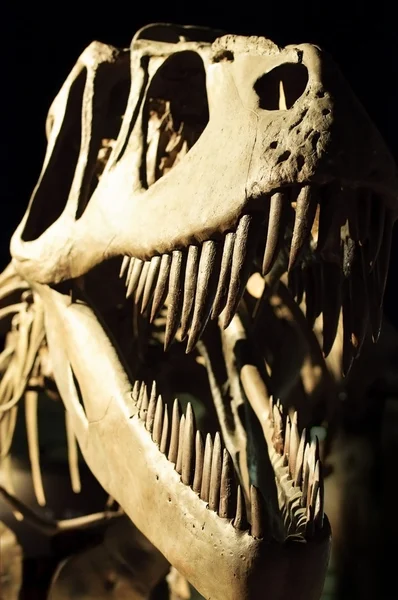 Esqueleto de dinosaurio — Foto de Stock