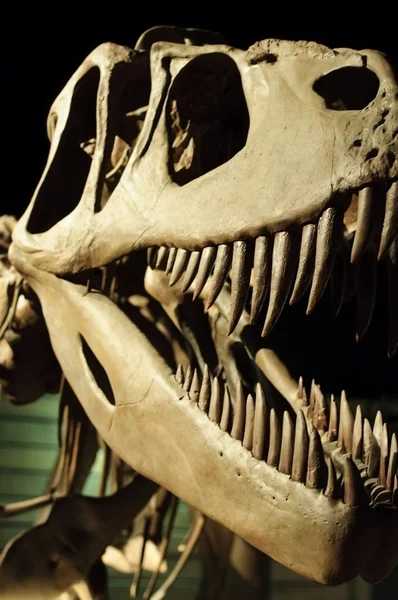 Динозавр скелет — стокове фото