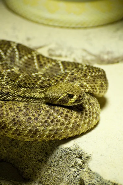 Гримуча змія — стокове фото