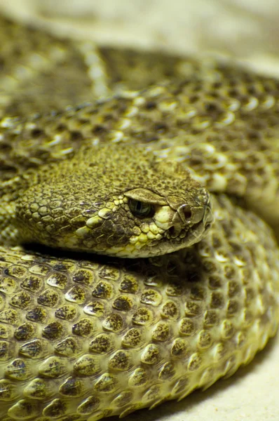 Serpiente de cascabel —  Fotos de Stock