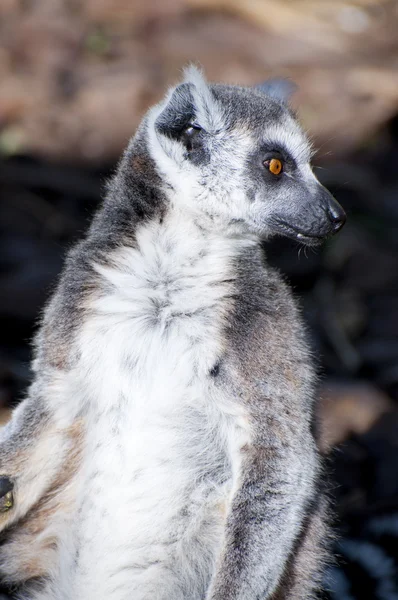 Lémur — Foto de Stock