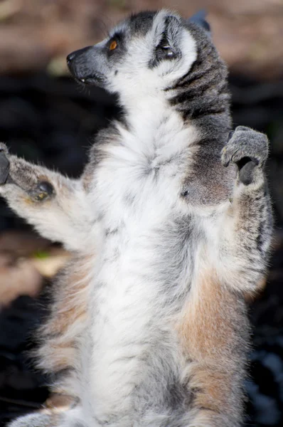 stock image Lemur