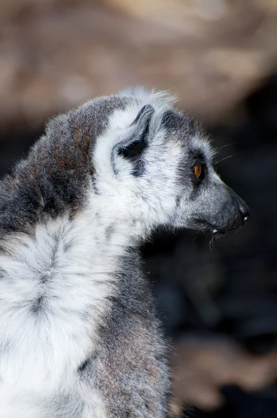 Lemur — Stock Photo, Image