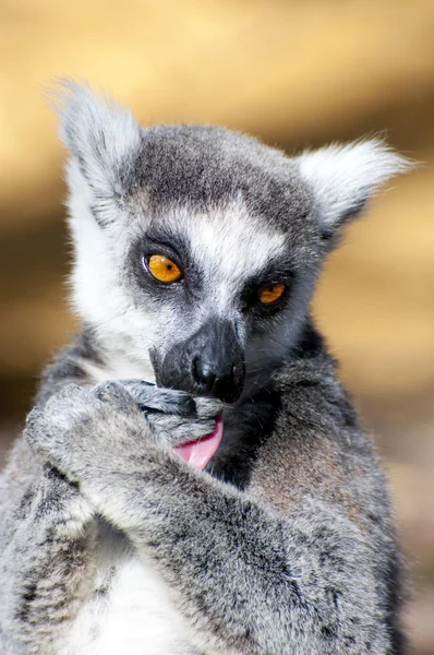 Lemurer — Stockfoto