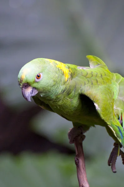 Parrots — Stock Photo, Image