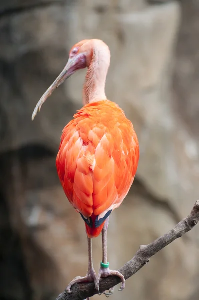 オレンジ色の鳥 — ストック写真