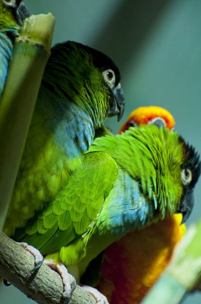 Папуги — стокове фото