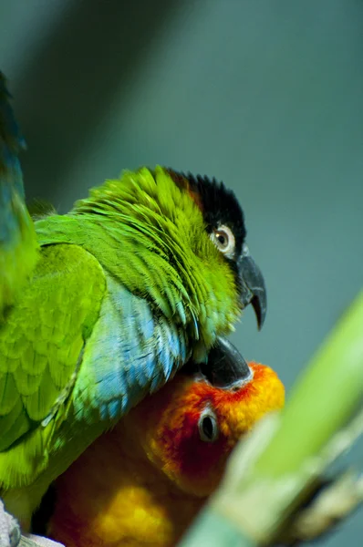 Papagájok — Stock Fotó