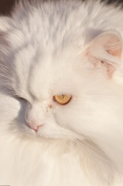 Persisk katt – stockfoto