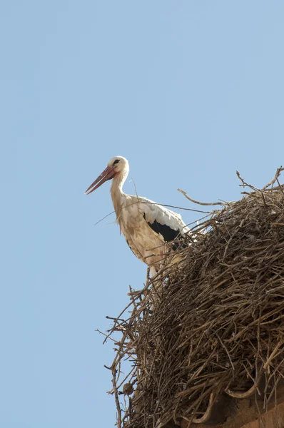 Cegonha — Fotografia de Stock