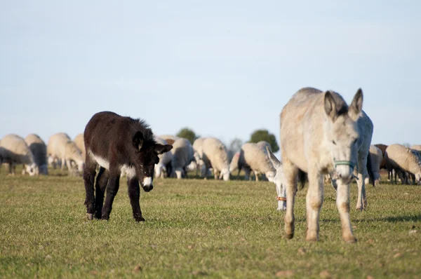 stock image Donkey