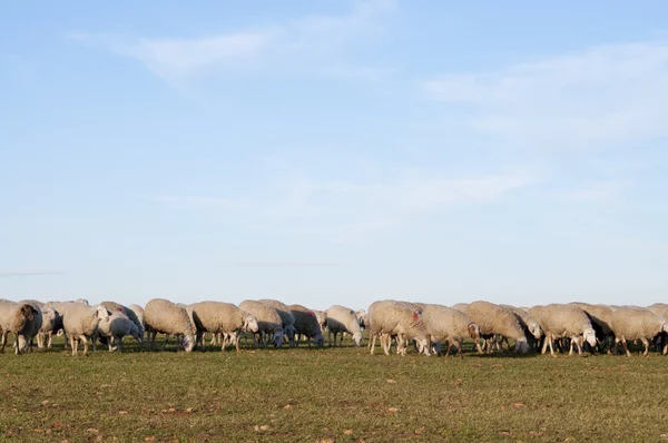 Koyunları — Stok fotoğraf