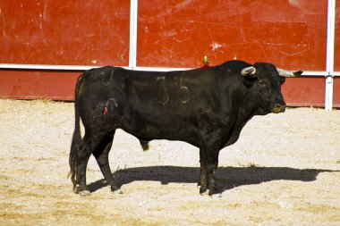 İspanyol boğa. boğa güreşi.