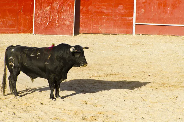 스페인 황소입니다. 투우. — 스톡 사진