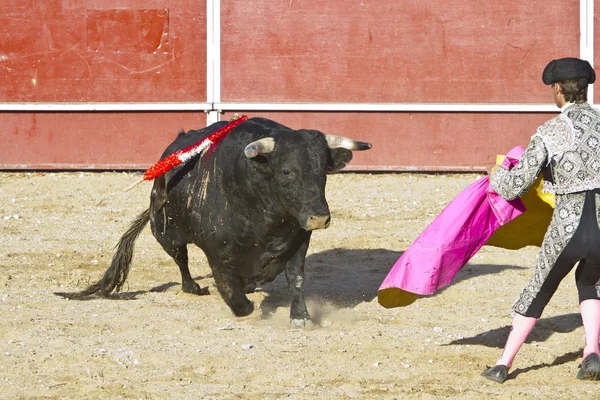 Matador och bull i tjurfäktningen. Madrid, Spanien. — Stockfoto