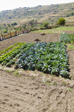 Cultivated land in a rural landscape clipart