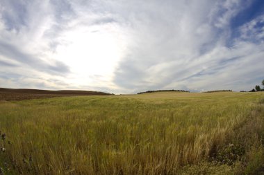 Buğday tarlası, hasat. Altın tarla ve mavi gökyüzü.