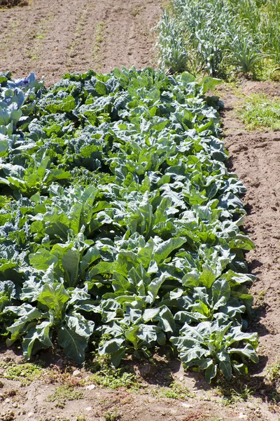 Terreno coltivato in un paesaggio rurale — Foto Stock